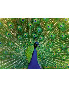 RAVENSBURGER 500PC PUZZLE PEACOCK-RVG-12001332