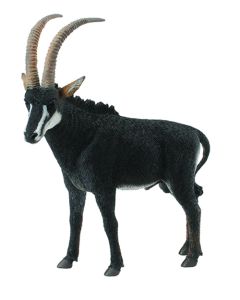 WILDLIFE-GIANT SABLE ANTELOPE MALE -L-COL-88564