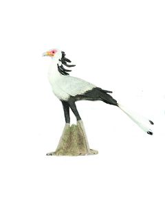 COLLECTA WILDLIFE LRG SECRETARY BIRD-COL-88796