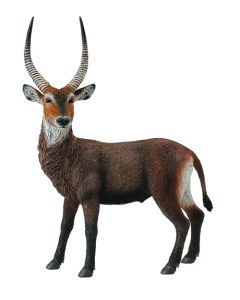 WILDLIFE-WATERBUCK -L-COL-88562